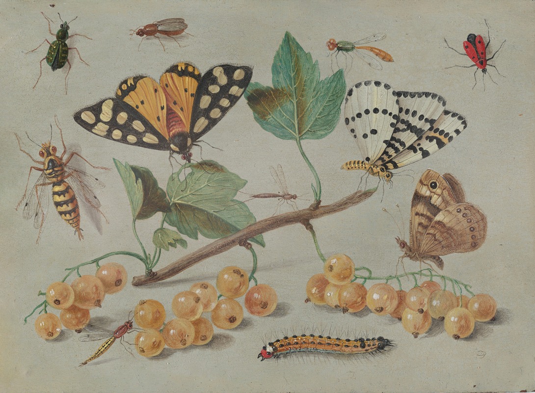 Study of Butterfly and Insects — Ян Ван Кессель Старший