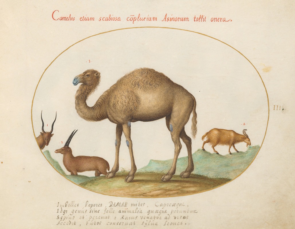 Camel, Ibex, and Goat by Йорис Хефнагел, 1575-1590 — digital art print download