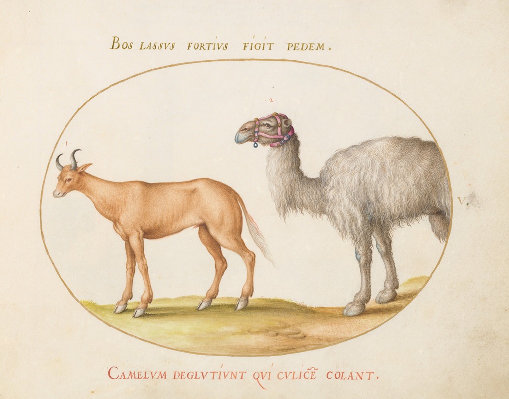 An Ox and a Camel by Йорис Хефнагел, 1575-1590 — digital art print download