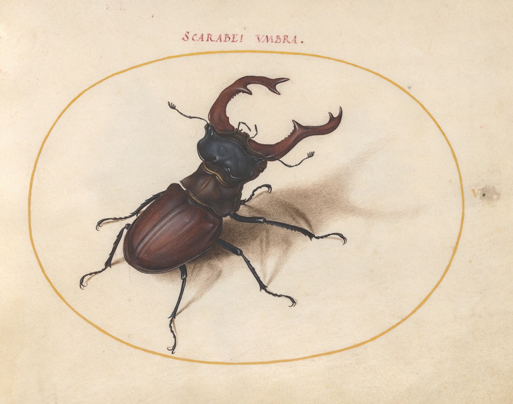 Plate 05; Stag Beetle by Joris Hoefnagel, 1575-1590 — digital art print download