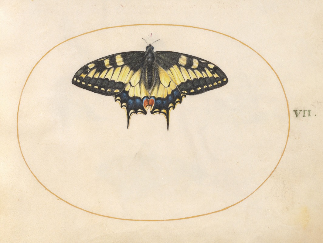 Plate 07; Swallowtail Butterfly by Йорис Хефнагел, 1575-1590 — digital art print download