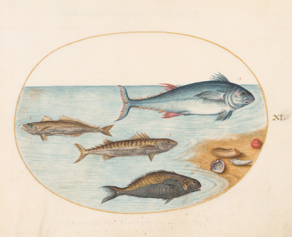 Plate 11; Four Fish and Shells by Joris Hoefnagel, 1575-1590 — digital art print download