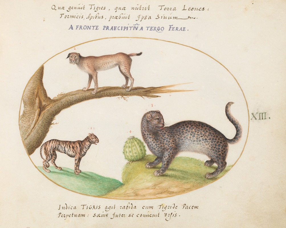 A Tiger, a Lynx, and a Jaguar — Joris Hoefnagel