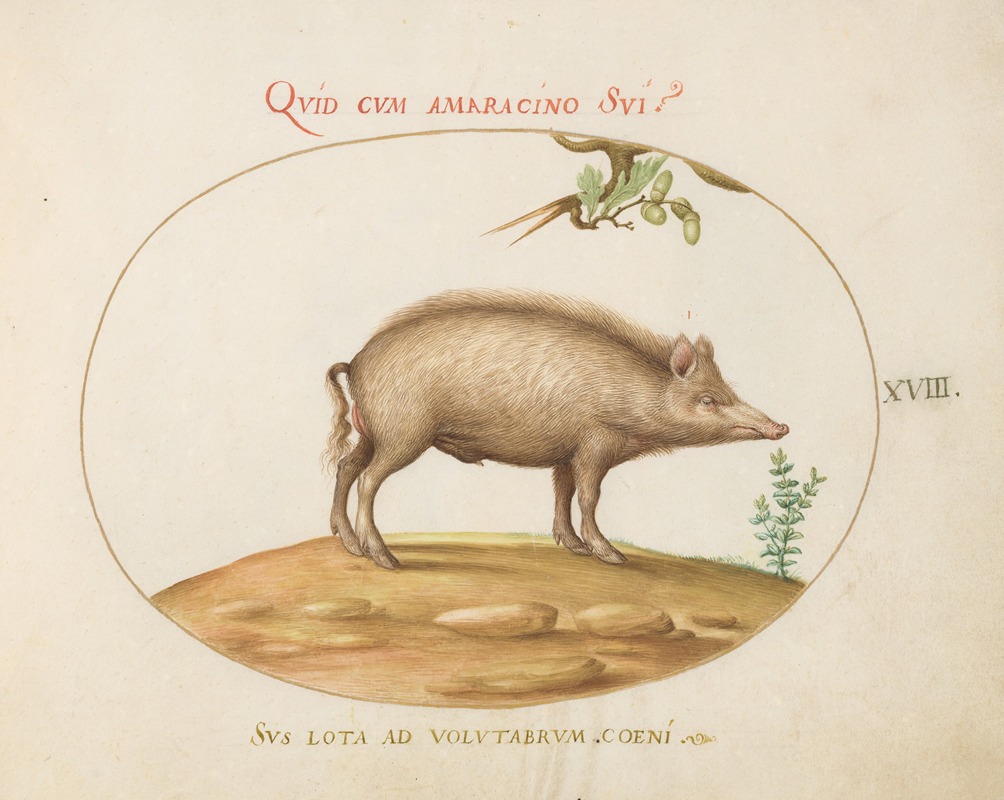 A Pig with Acorns by Joris Hoefnagel, 1575-1590 — digital art print download