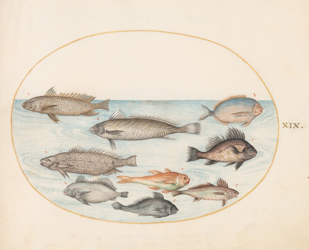 Plate 19; A Damselfish and Other Fish, Including Two 'Coracinis' — Joris Hoefnagel