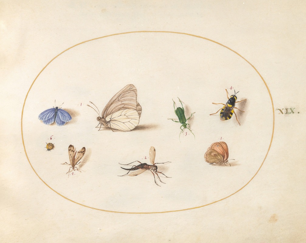 Plate 19; Two Butterflies with Five Other Insects — Joris Hoefnagel
