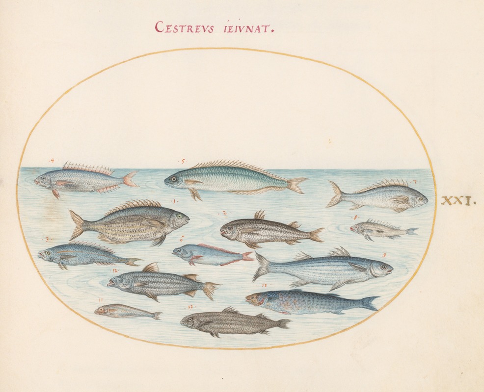 Plate 21; Cod and Other Fish by Йорис Хефнагел, 1575-1590 — digital art print download