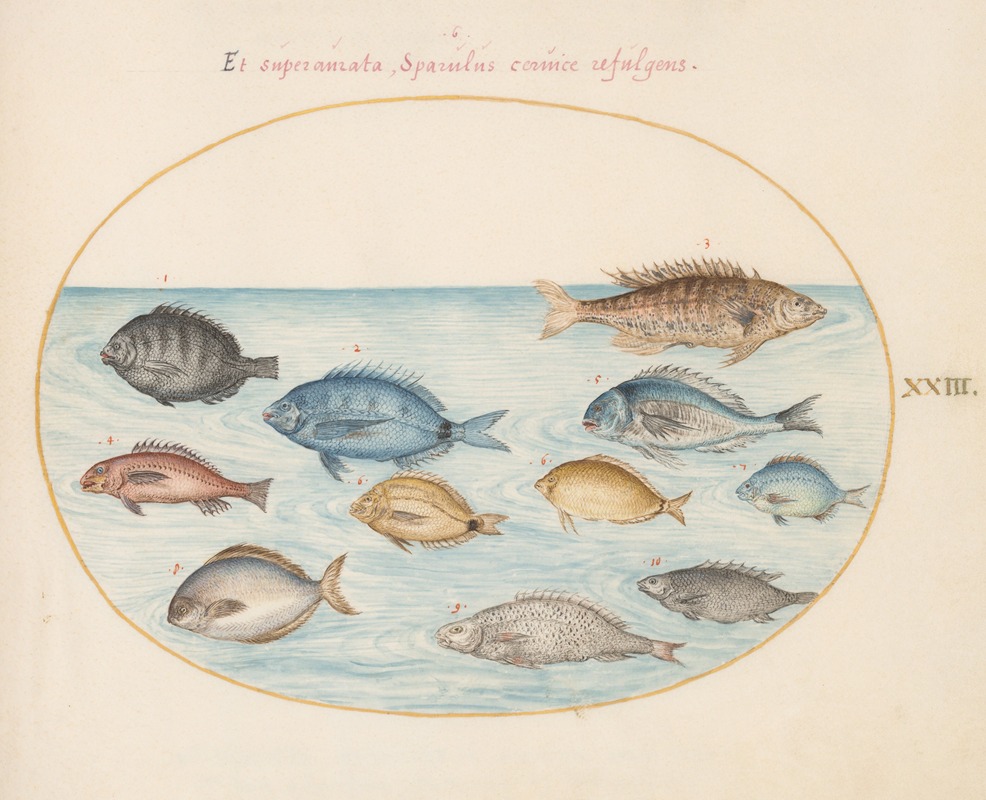Plate 23; Bream and Other Fish by Йорис Хефнагел, 1575-1590 — digital art print download