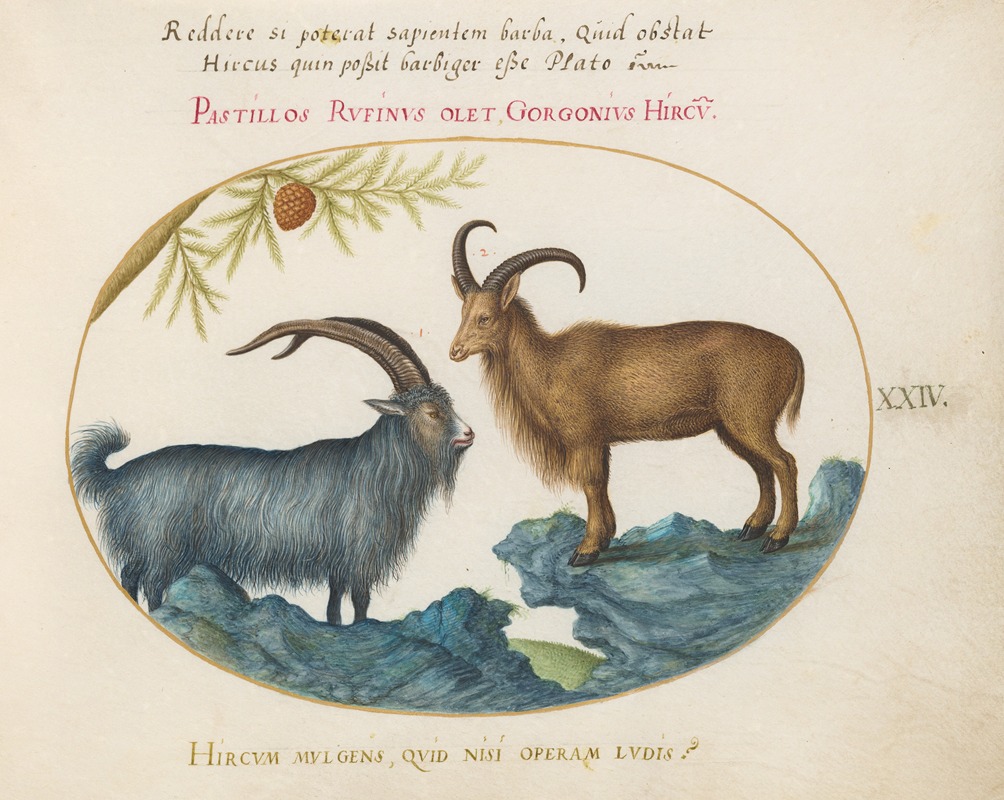 A Wild Goat and a Barbary Sheep — Joris Hoefnagel