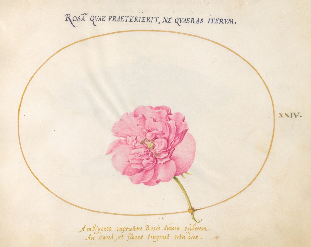 Plate 24; Pink Rose by Йорис Хефнагел, 1575-1590 — digital art print download