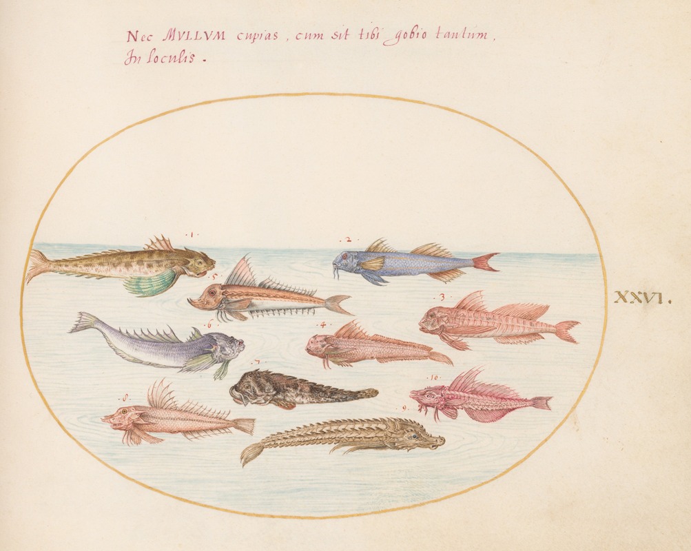 Plate 26; Gurnards, Dragonets, and Other Fish — Joris Hoefnagel