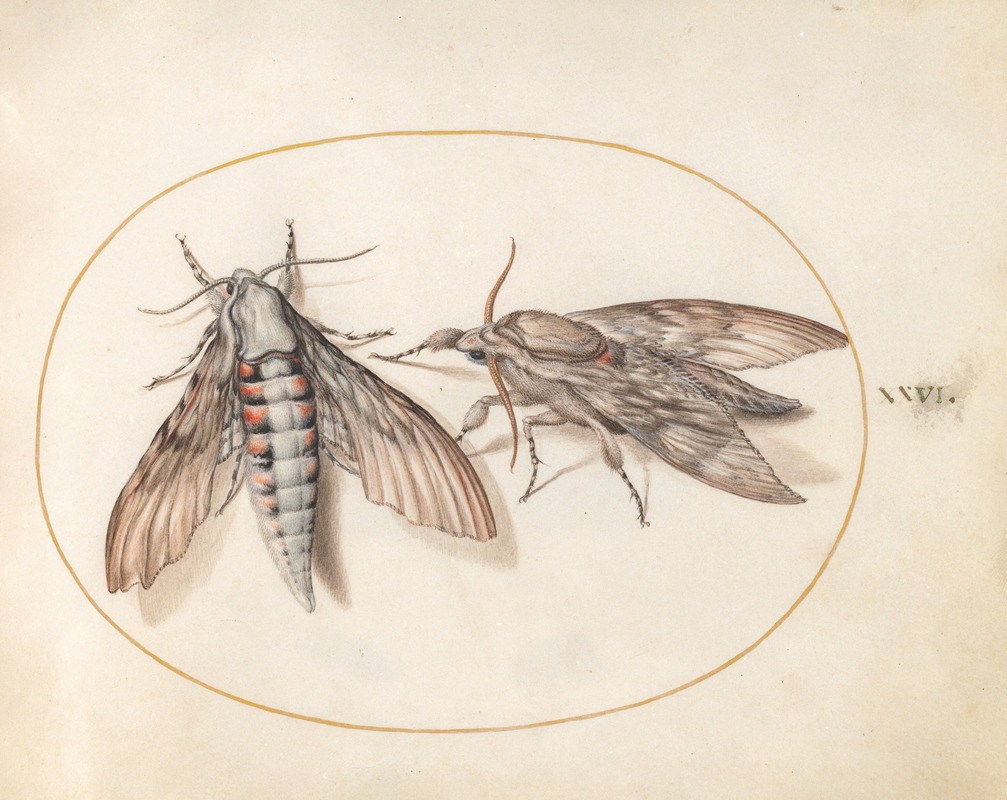 Plate 26; Two Hawk Moths by Йорис Хефнагел, 1575-1590 — digital art print download