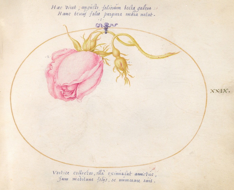 Plate 29; Pink Rose and Rosebud — Joris Hoefnagel