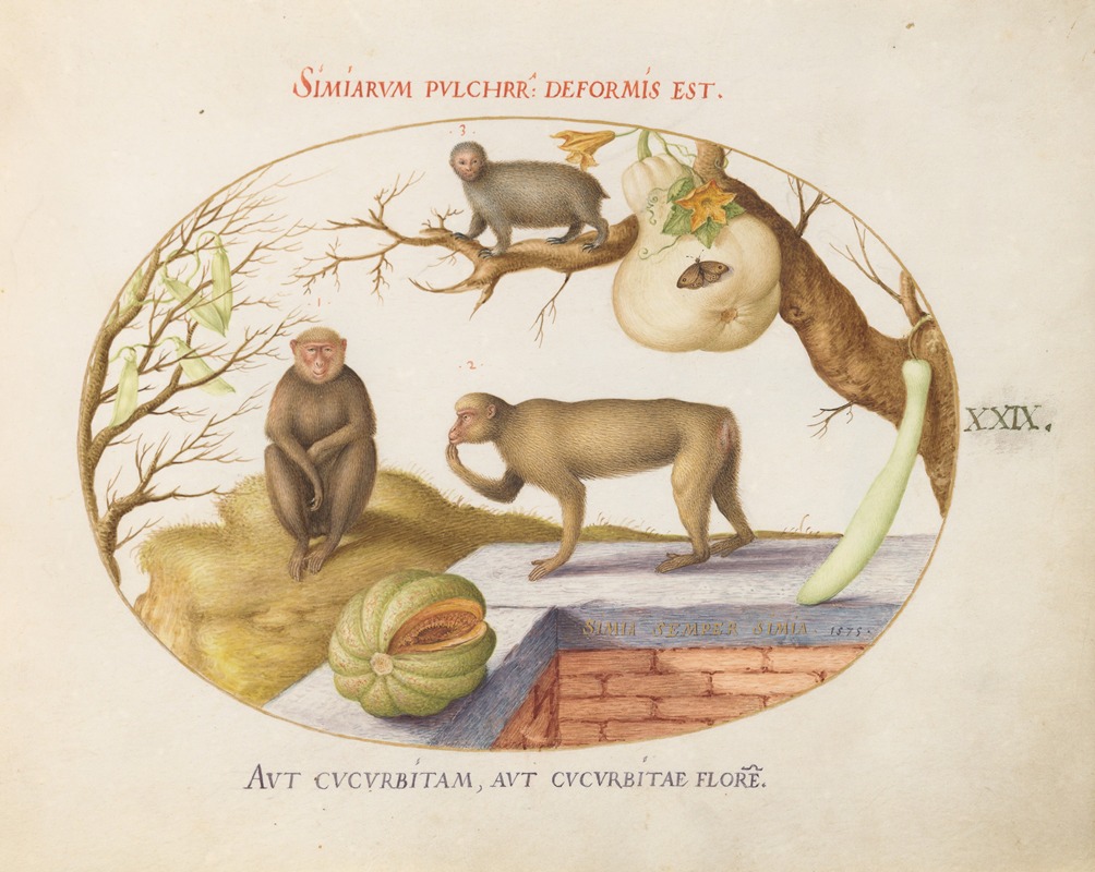 Two Monkeys, an 'Arctopithecus'(Sloth) and Fruit by Йорис Хефнагел, 1575-1590 — digital art print download