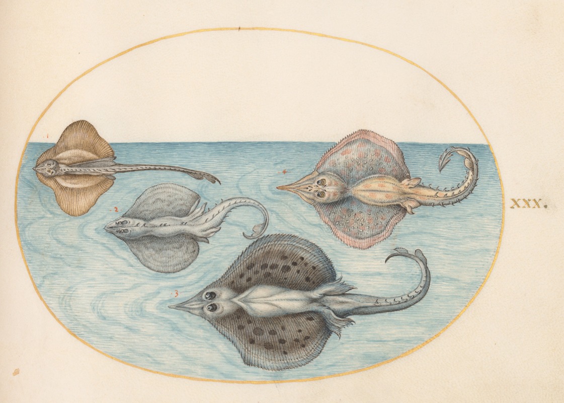 Plate 30; Four Rays by Йорис Хефнагел, 1575-1590 — digital art print download
