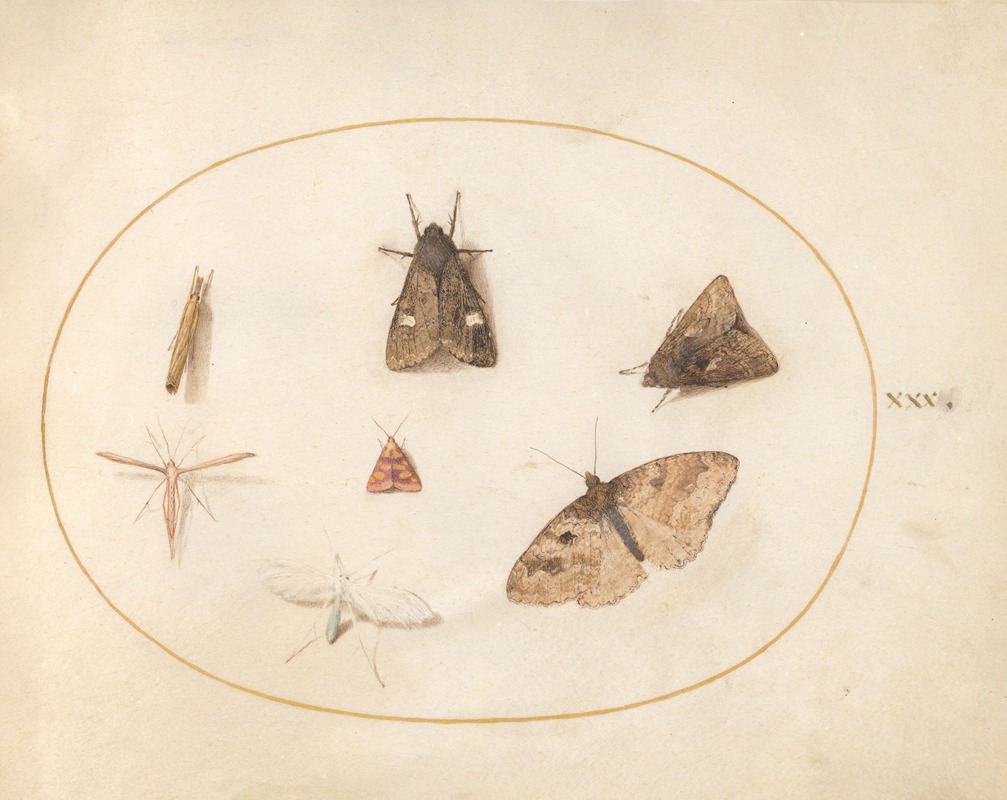Plate 30; Seven Moths by Йорис Хефнагел, 1575-1590 — digital art print download