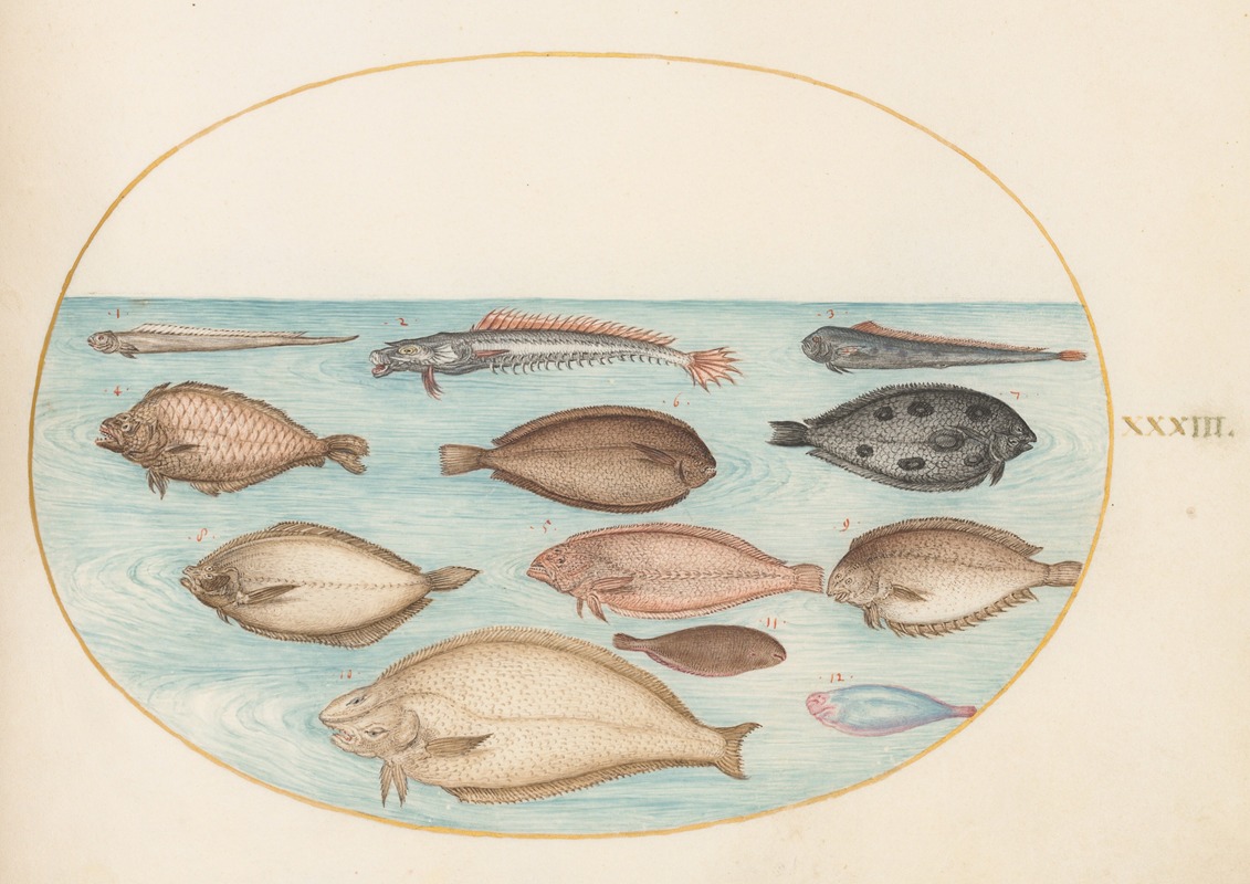 Plate 33; Sole and Other Flatfish with Bandfish — Joris Hoefnagel