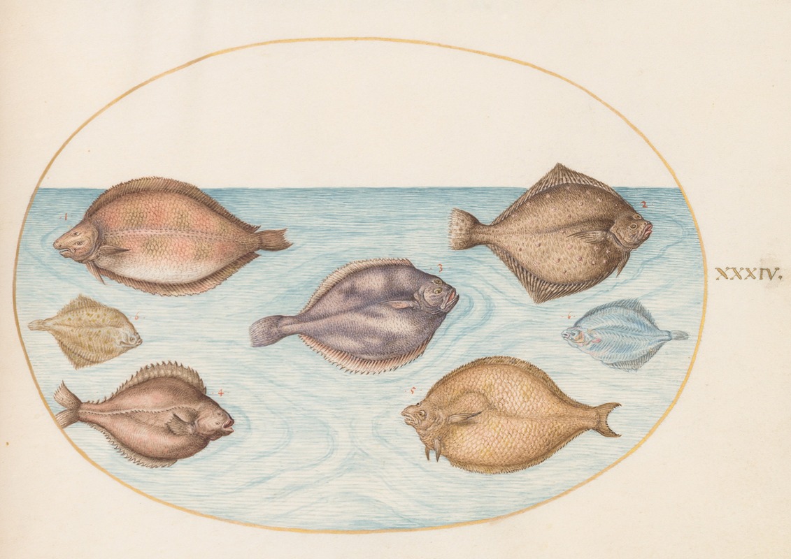 Plate 34; Seven Flatfish by Йорис Хефнагел, 1575-1590 — digital art print download