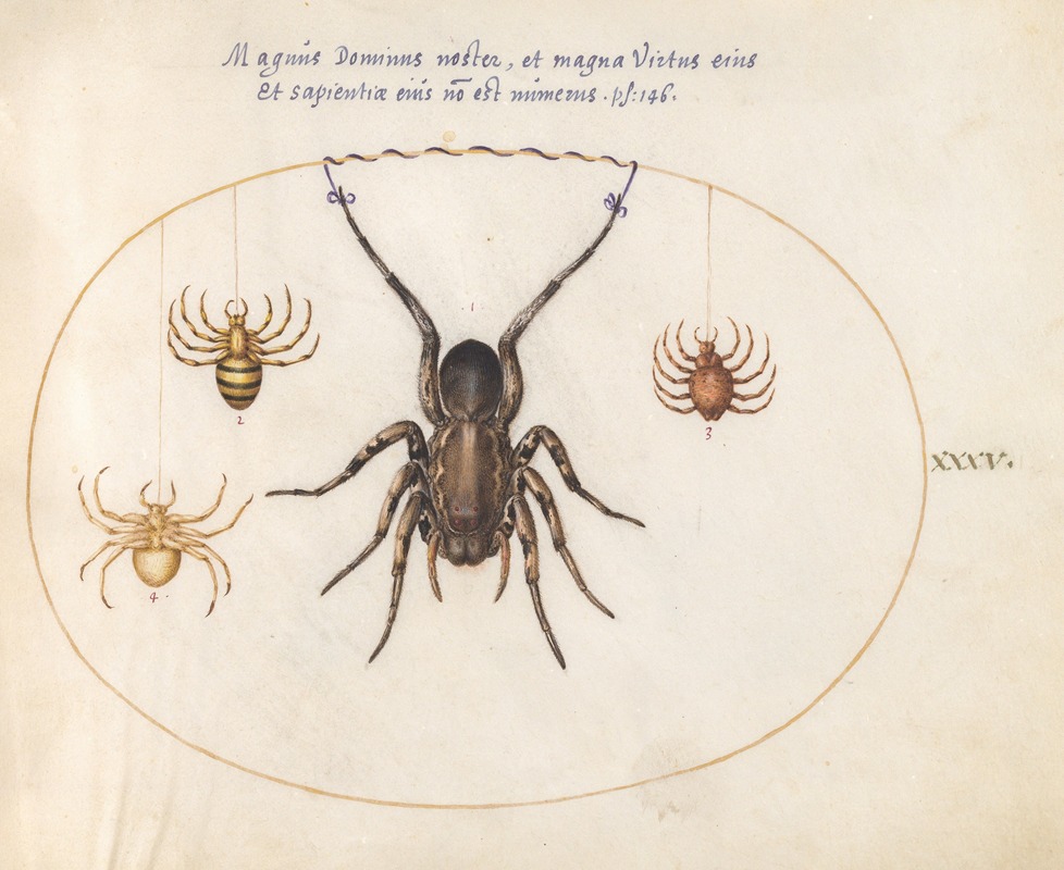 Plate 35; A Wolf Spider and Three Other Spiders by Йорис Хефнагел, 1575-1590 — digital art print download