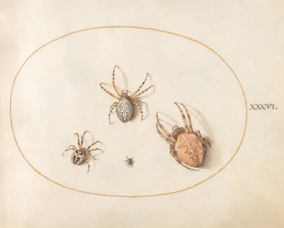 Plate 36; Three Large Spiders and One Small Spider by Йорис Хефнагел, 1575-1590 — digital art print download