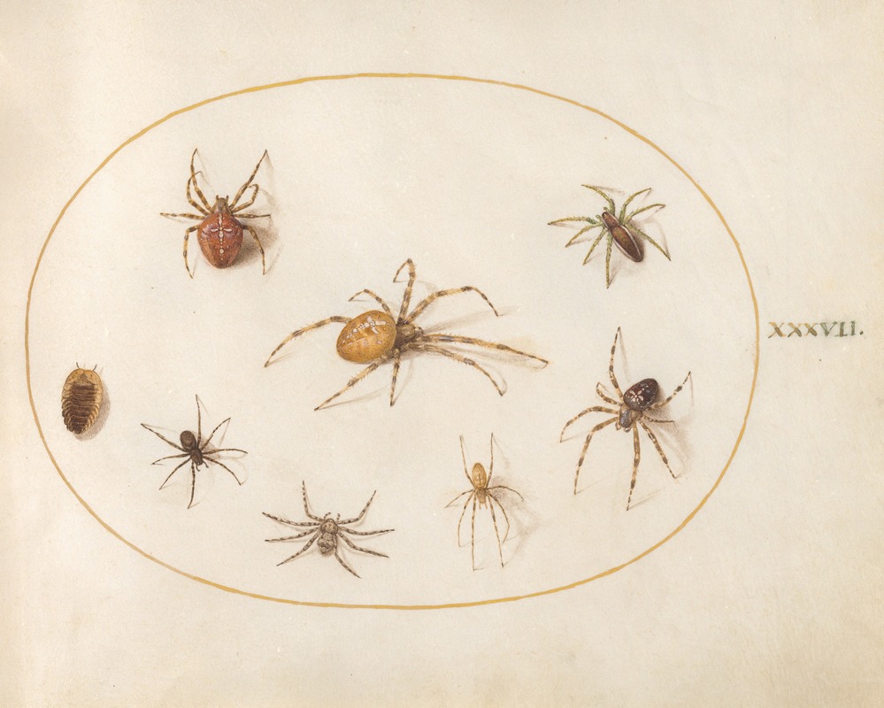 Plate 37; Seven Spiders and an Insect — Joris Hoefnagel