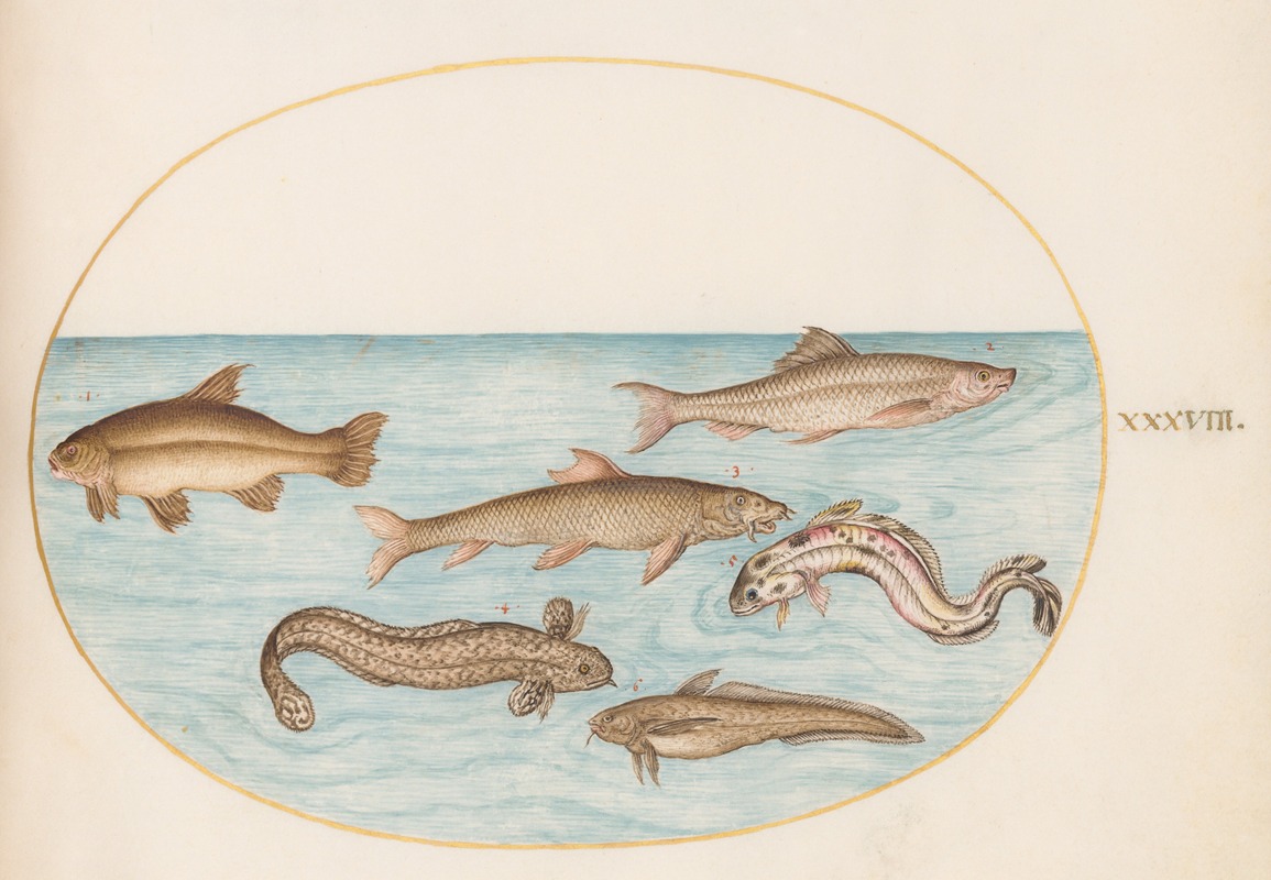 Plate 38; Burbot, Rockling, and Other Fish — Joris Hoefnagel