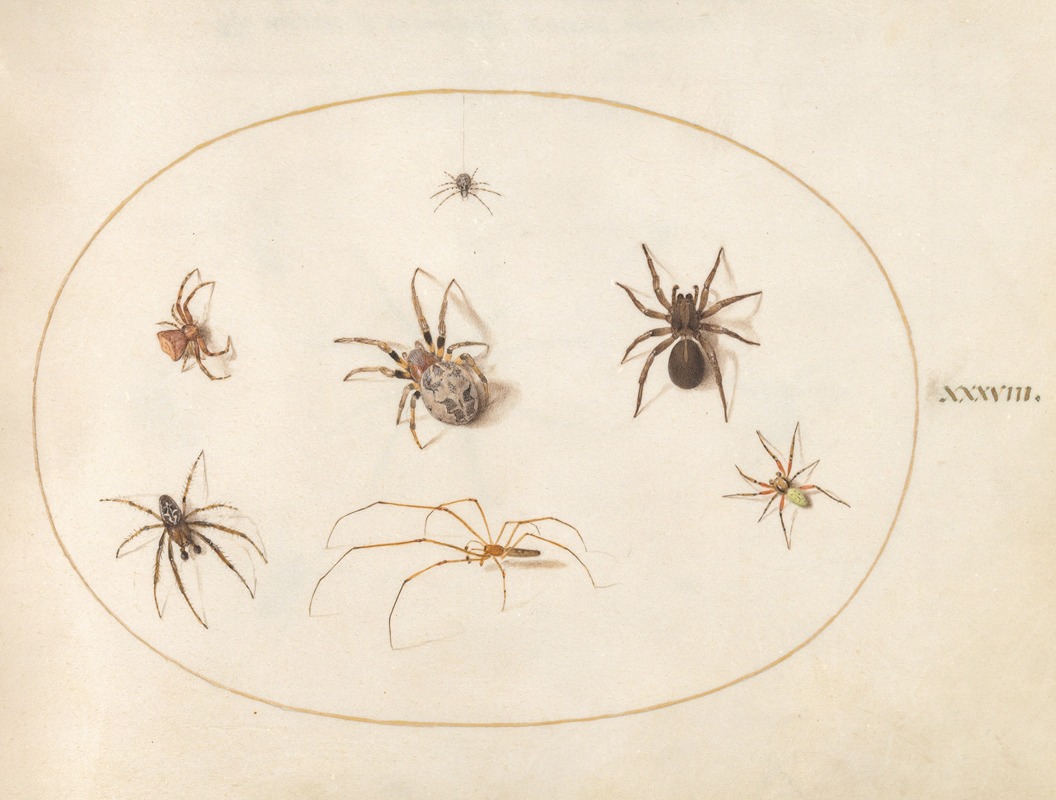 Plate 38; Seven Spiders by Йорис Хефнагел, 1575-1590 — digital art print download