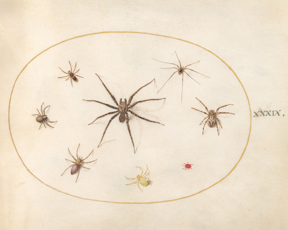 Plate 39; Eight Spiders by Йорис Хефнагел, 1575-1590 — digital art print download