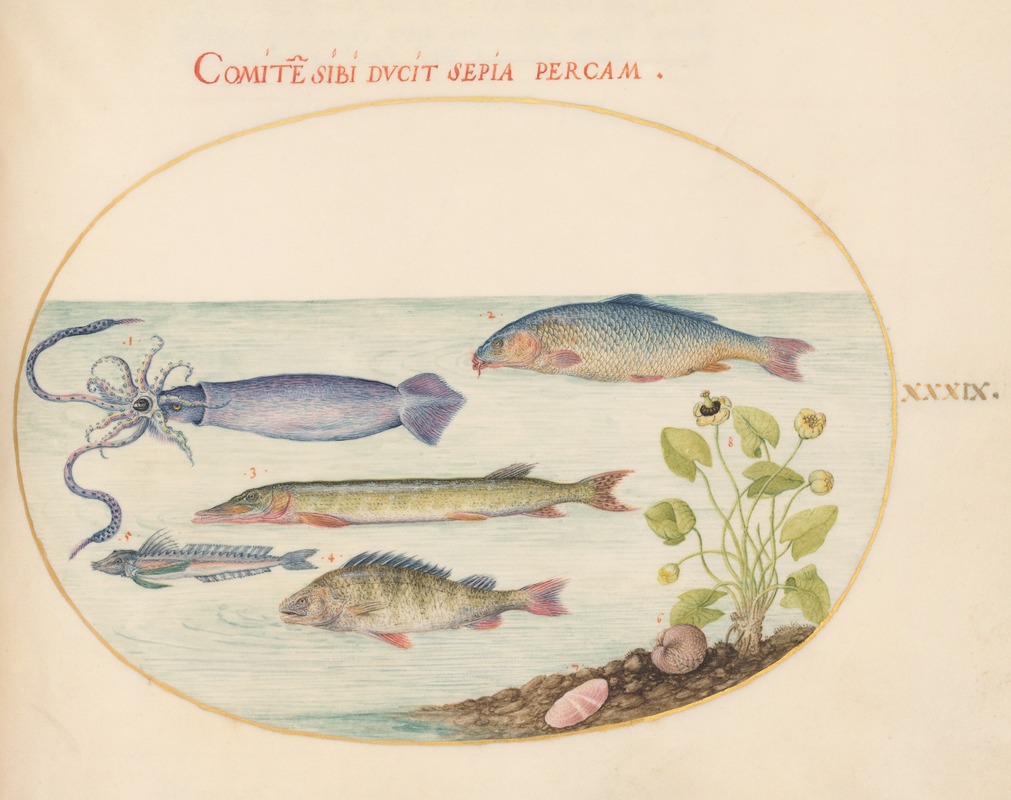 Plate 39; Squid, Gurnard, Pike, and Other Fish — Joris Hoefnagel