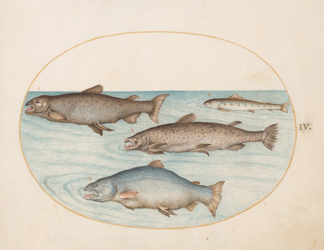 Plate 4; Four Salmon by Йорис Хефнагел, 1575-1590 — digital art print download