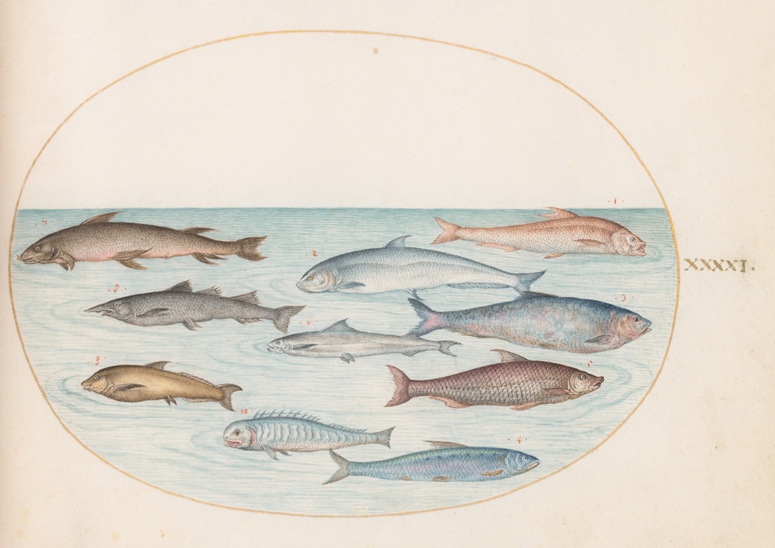 Plate 41; Whitefish and Other Fish by Йорис Хефнагел, 1575-1590 — digital art print download