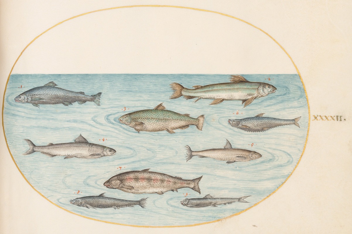 Plate 42; Nine Fish by Йорис Хефнагел, 1575-1590 — digital art print download