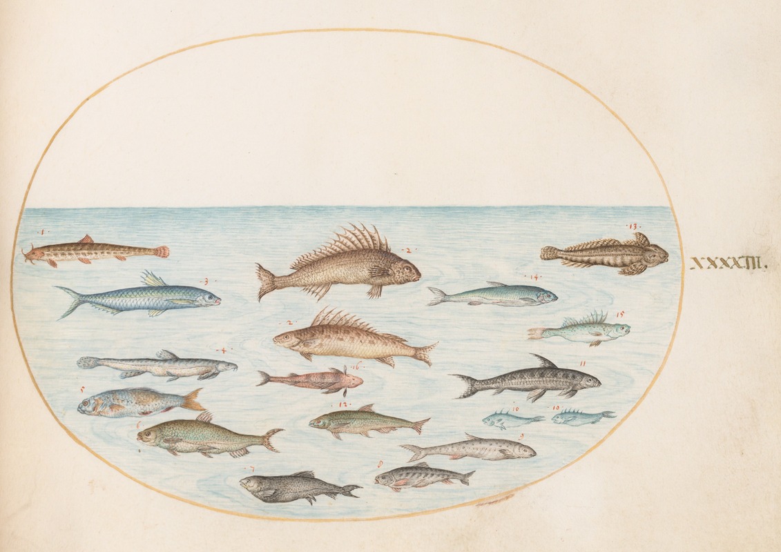 Plate 43; Fifteen Fish — Йорис Хефнагел