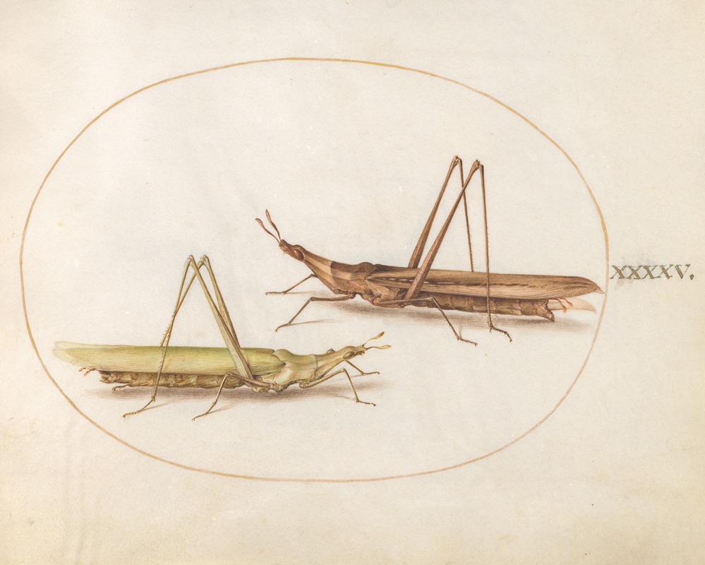 Plate 45; Two Long-Headed Grasshoppers by Йорис Хефнагел, 1575-1590 — digital art print download