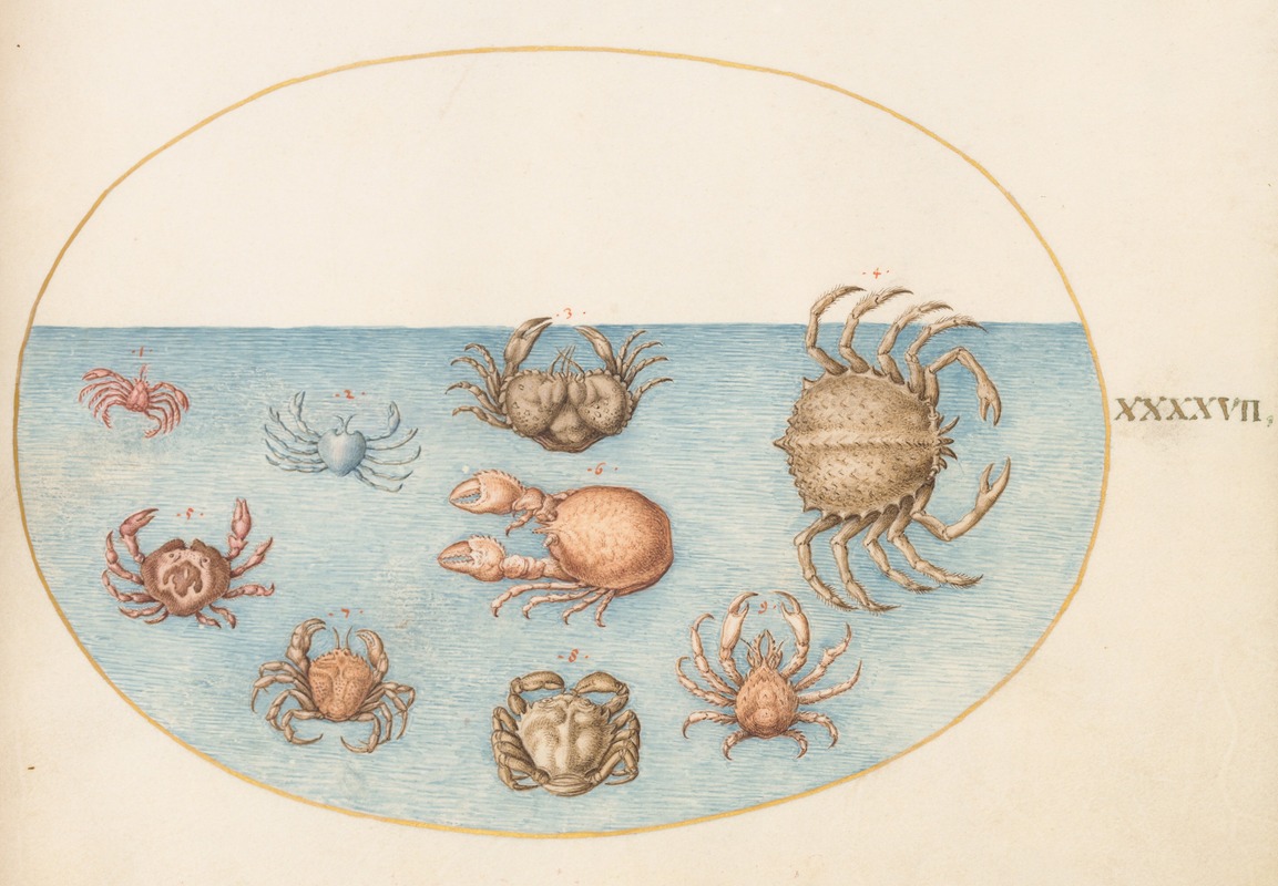 Plate 47; Nine Crabs by Йорис Хефнагел, 1575-1590 — digital art print download