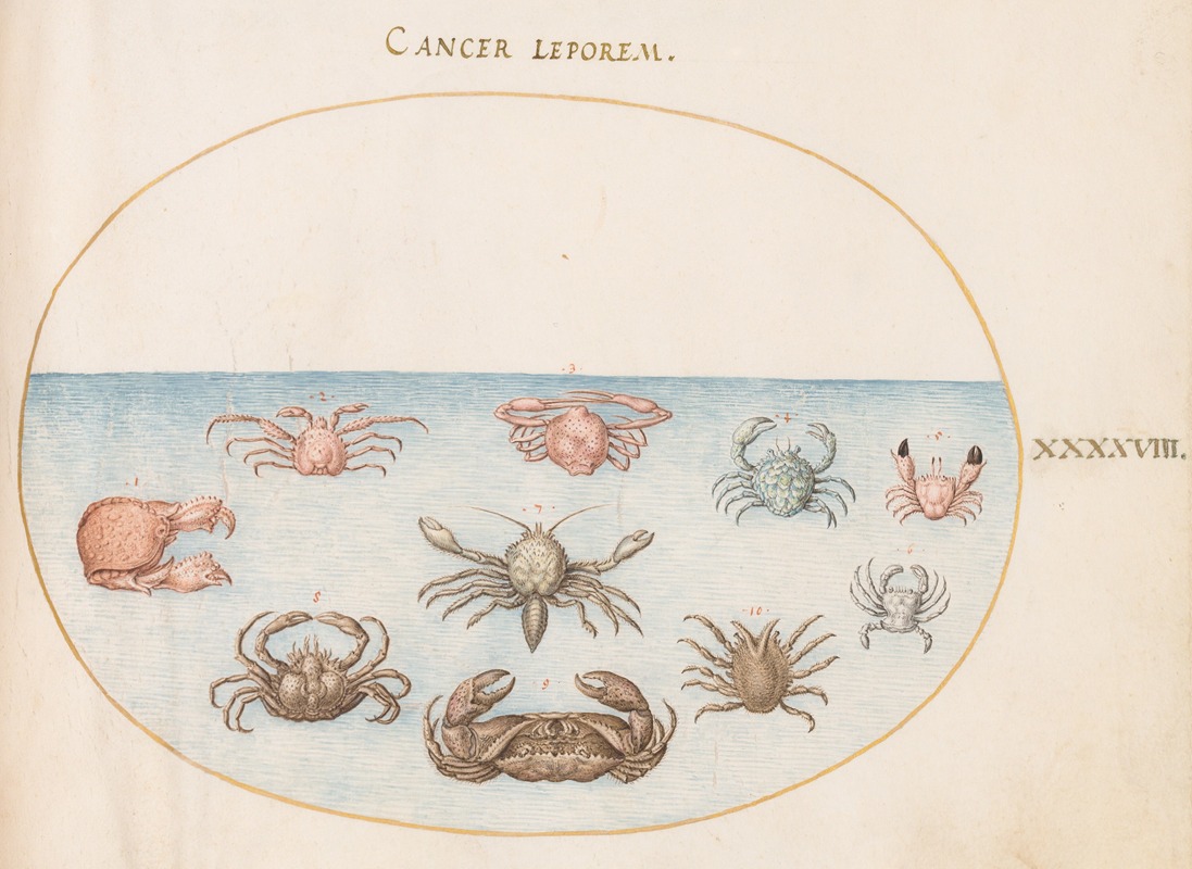 Plate 48; Ten Crabs by Йорис Хефнагел, 1575-1590 — digital art print download