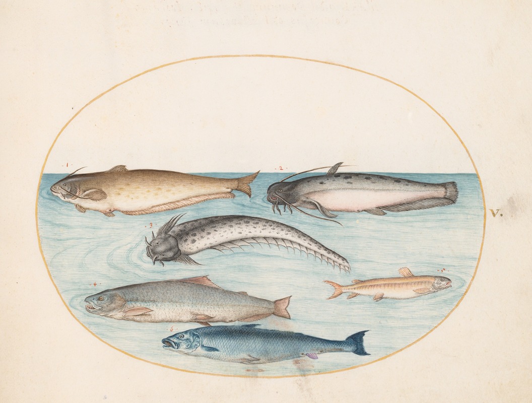 Plate 5; Three Catfish, a Salmon, and Two Other Fish — Joris Hoefnagel