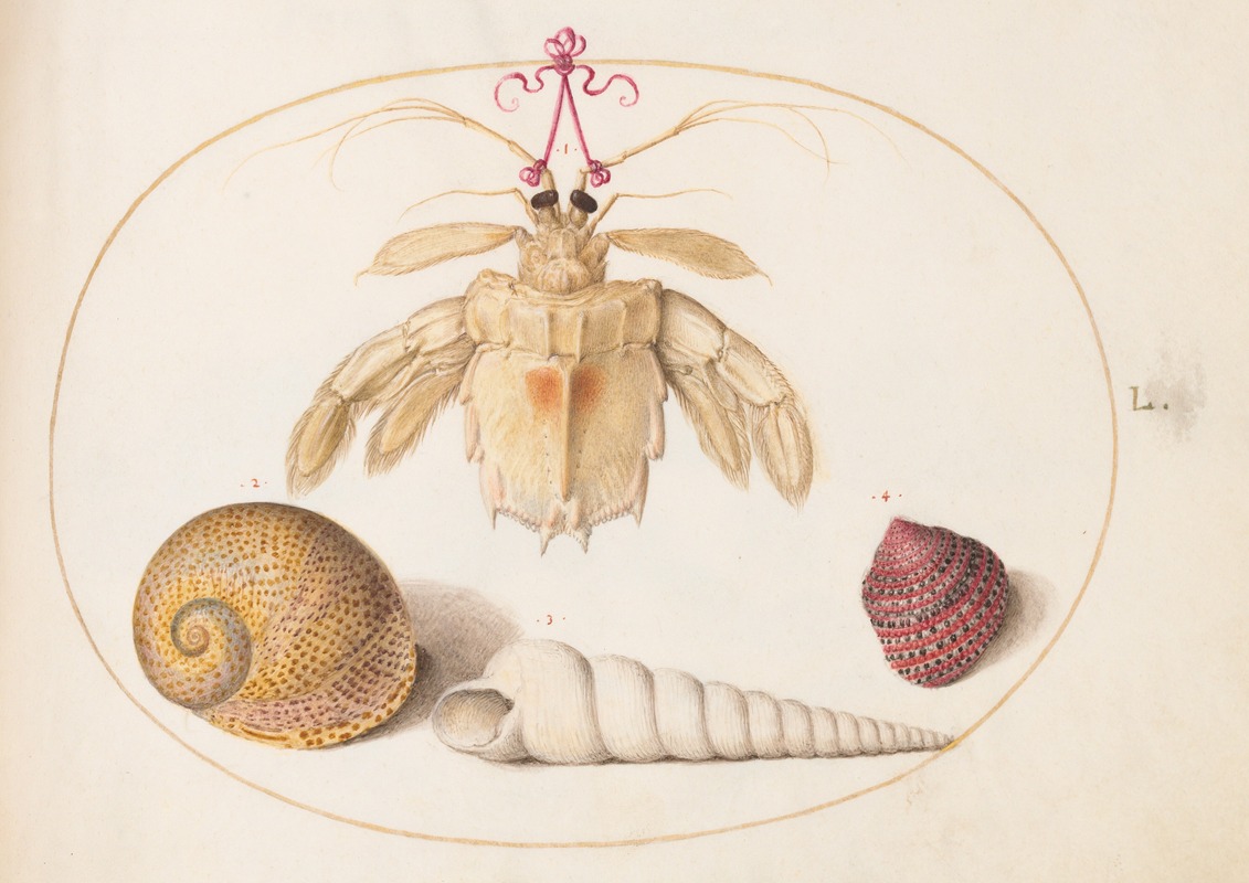 Plate 50; A Partial Mantis Shrimp with Tower Snail Shells by Йорис Хефнагел, 1575-1590 — digital art print download