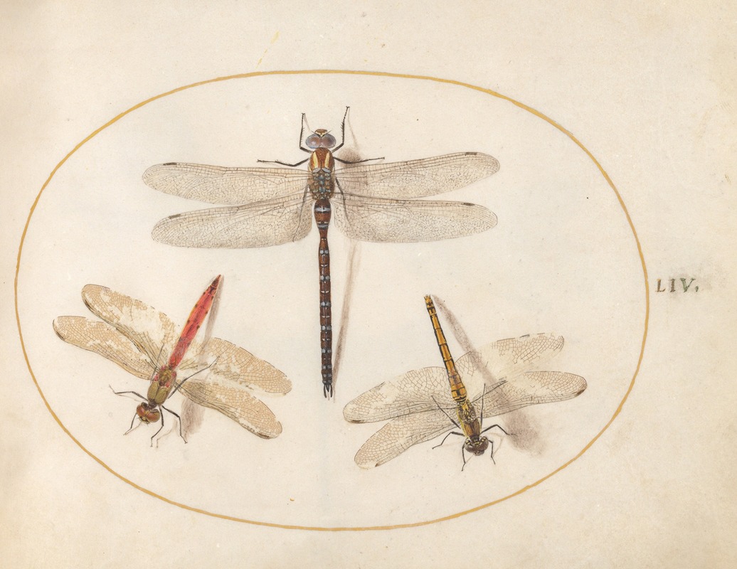 Plate 54; Hairy Dragonfly and Two Darters by Йорис Хефнагел, 1575-1590 — digital art print download
