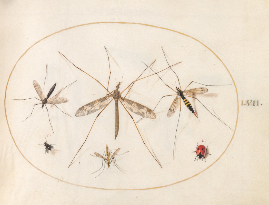 Plate 57; A Ladybug, a Fly, and Four Other Insects — Joris Hoefnagel