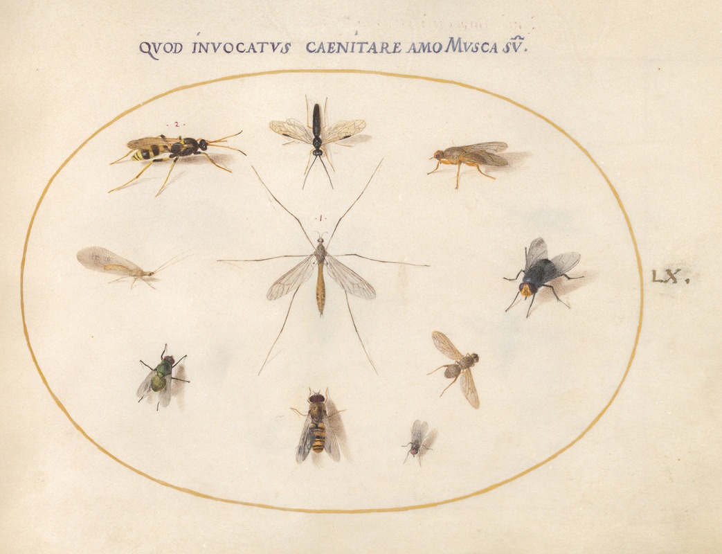 Plate 60; Flies and Other Insects — Йорис Хефнагел