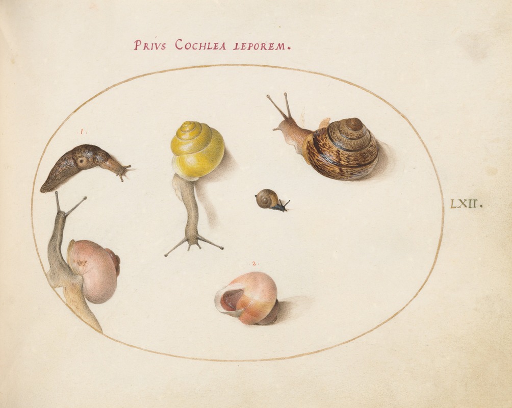 A Slug with Snails by Joris Hoefnagel, 1575-1590 — digital art print download