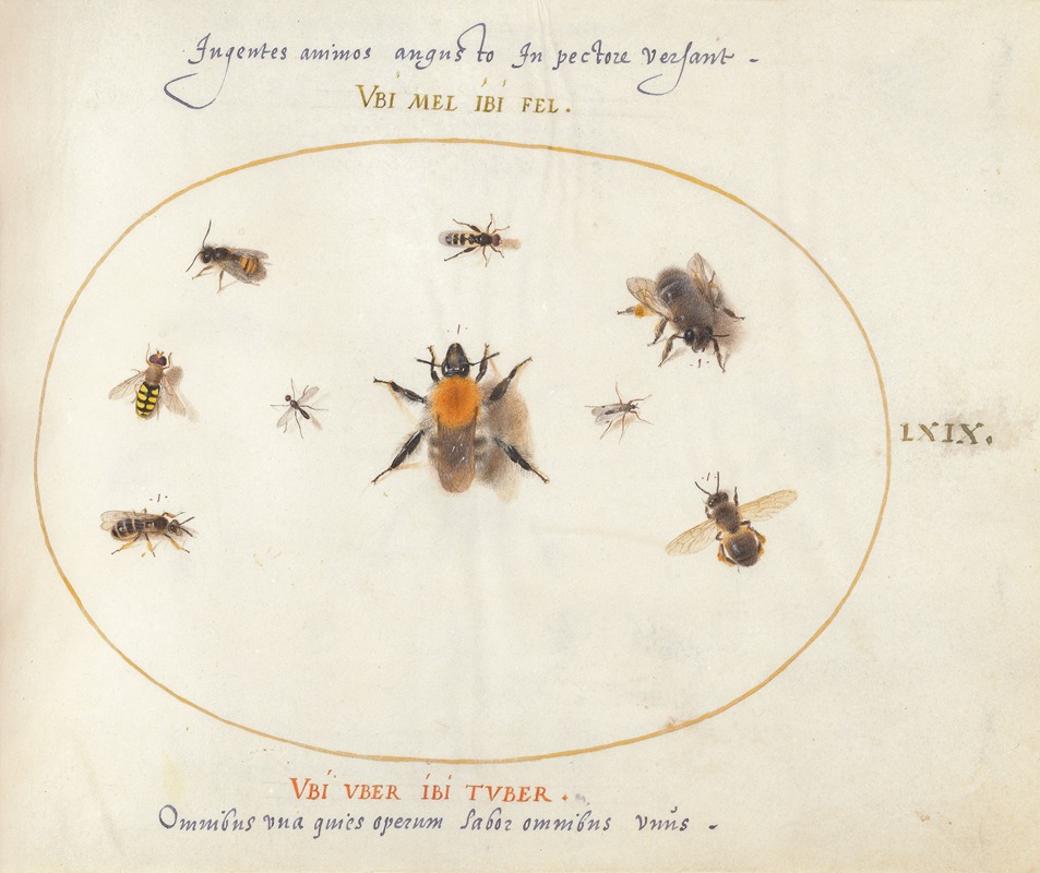 Plate 69; Nine Bees and Other Insects — Joris Hoefnagel
