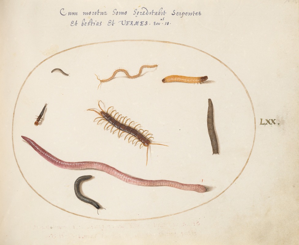 Worm, Centipede, Millipede, and Other Long Creatures by Йорис Хефнагел, 1575-1590 — digital art print download