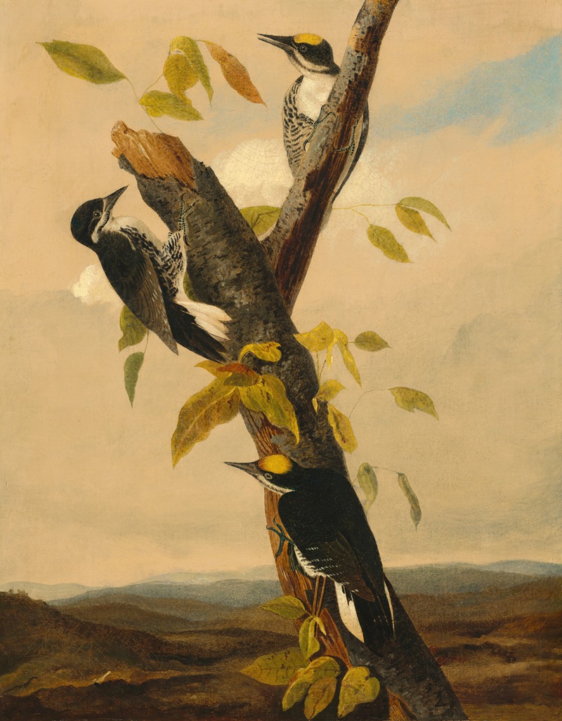 Black-Backed Three-Toed Woodpecker by Joseph Bartholomew Kidd, 1830-1833 — digital art print download