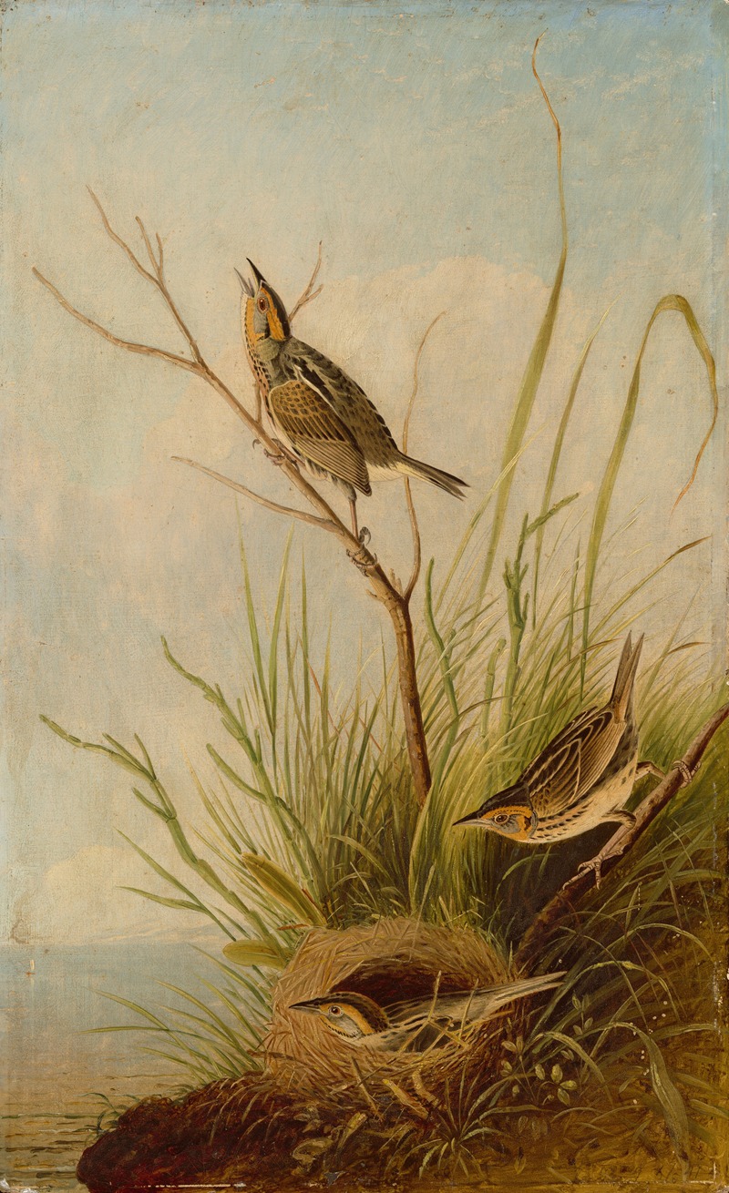 Sharp-Tailed Finch by Joseph Bartholomew Kidd, 1831 — digital art print download