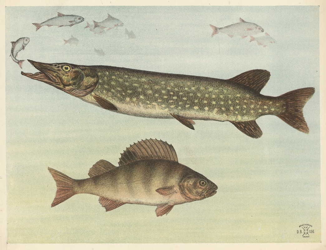 Freshwater fish by Oluf August Hermansen, 1892 — digital art print download