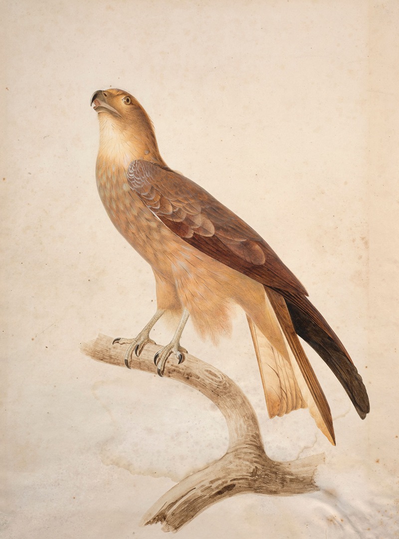 Black kite by Jacques Barraband — digital art print download