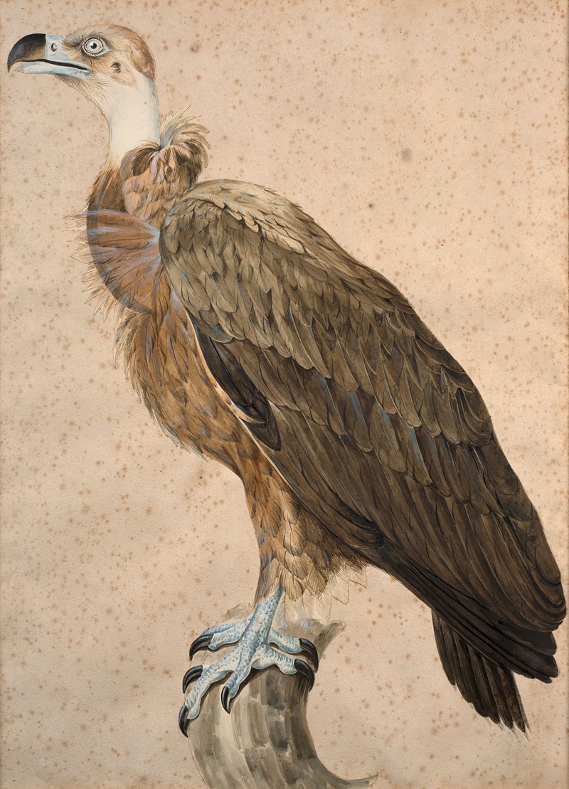 Brown vulture by Jacques Barraband — digital art print download