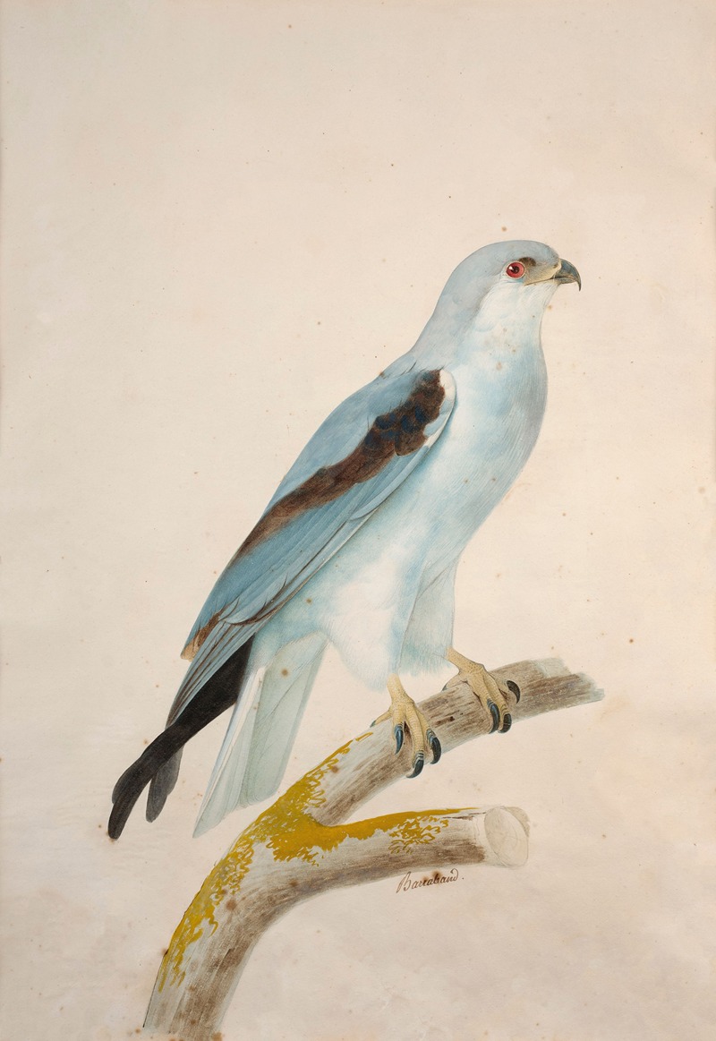 White swallow-tailed kite — Jacques Barraband